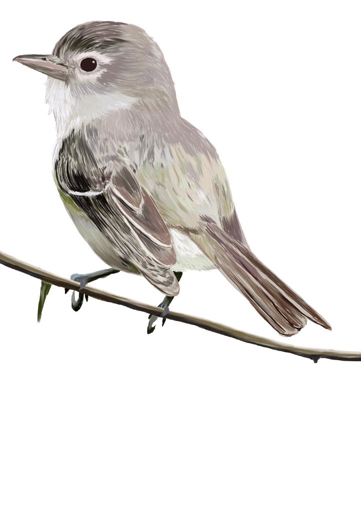 Bells-Vireo-Card.png